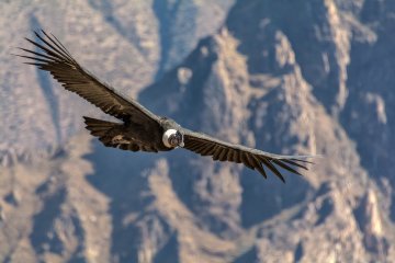 Arequipa & Colca Canyon