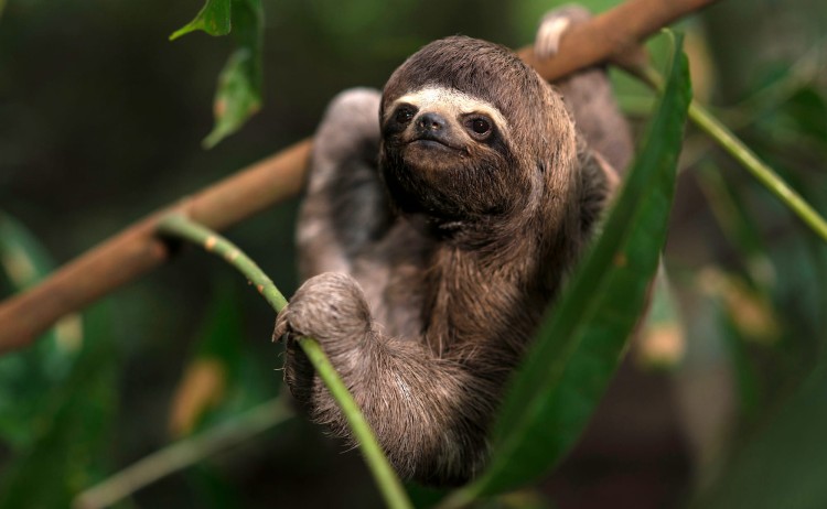 Amazon cruising. Sloth in rainforests