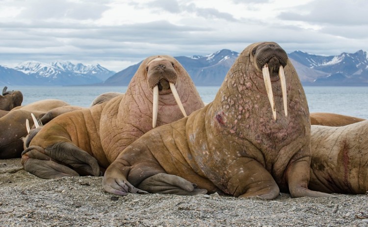 Walruses resting