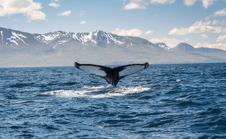 Whale watching in Svalbard