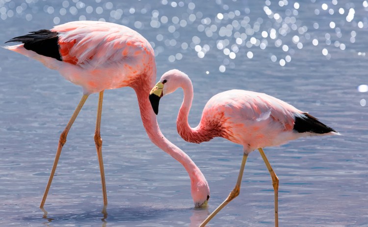 Atacama Desert tour two Andean flamingos standing in shallow water