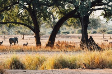 Authentic Zambia