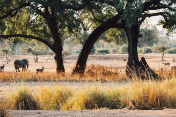 Authentic Zambia