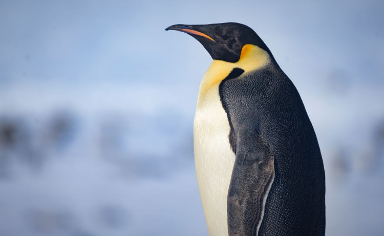 Emperor penguin White Desert