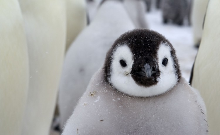White Desert emperor penguin