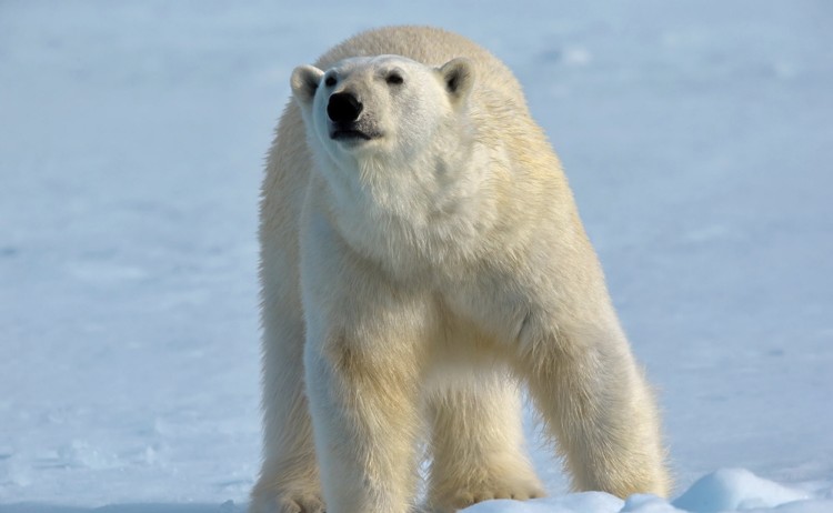 Polar bear in Svalbard
