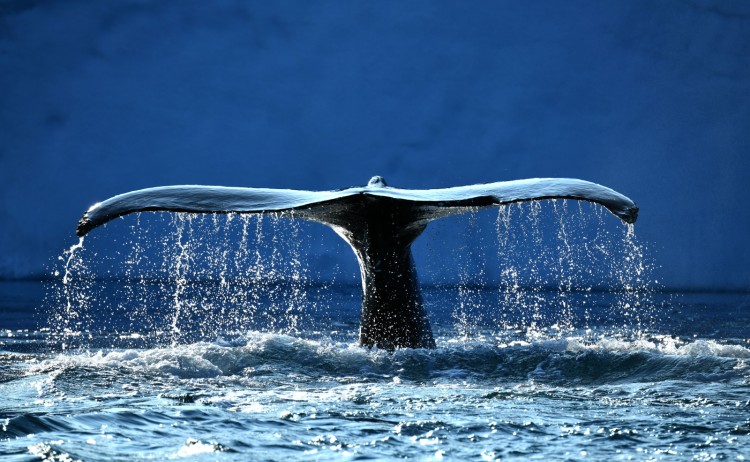 Wahle disco bay greenland ARCTIQUE Gouttes+claires