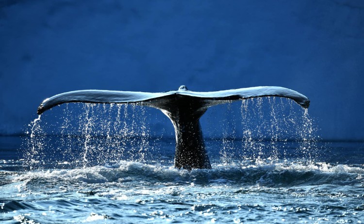 Wahle disco bay greenland