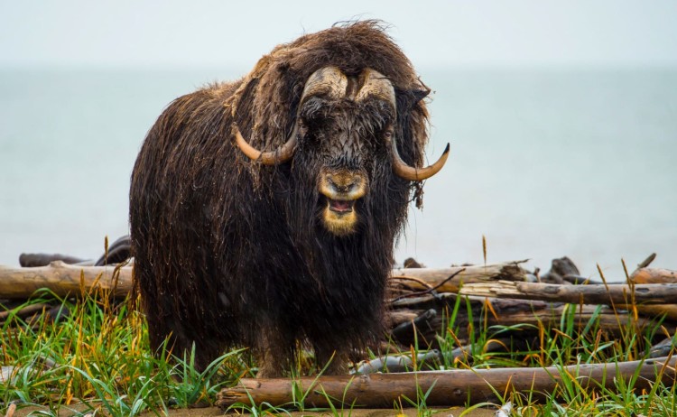 musk oxen