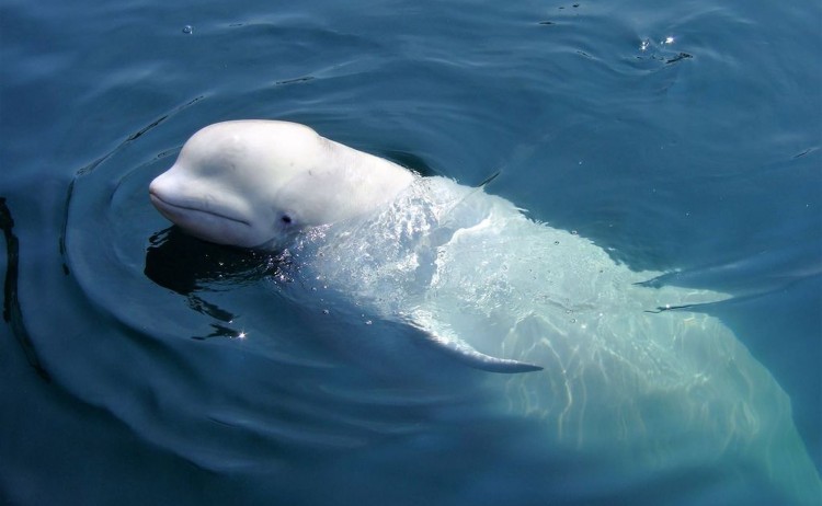 Baffin Island and Greenland Arctic Beluga Whale