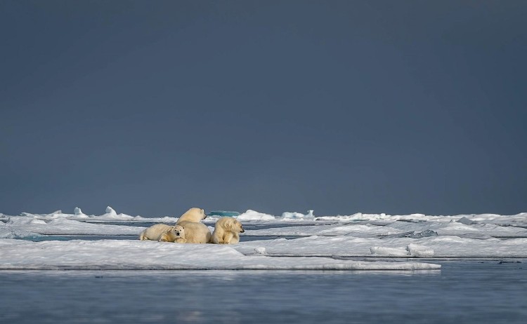 Baffin Island and Greenland Arctic polar bear