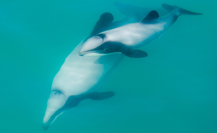 Akaroa dolphins cruise 