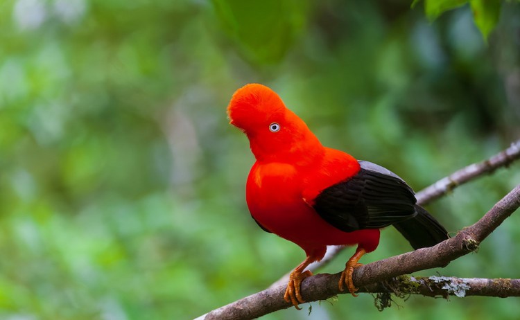 andean cock of the rock v2