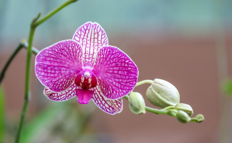 exotic orchid v2