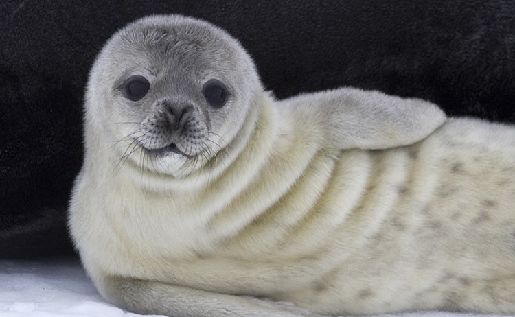 shutterstock 198071225 800