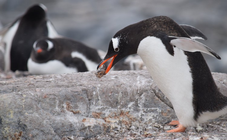 Gentoo penguins