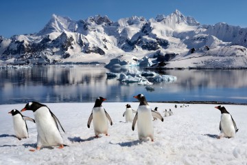 Best of Antarctica in depth | Ocean Nova