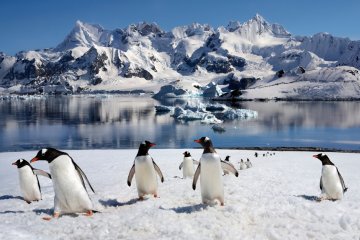Best of Antarctica in depth | Ocean Nova