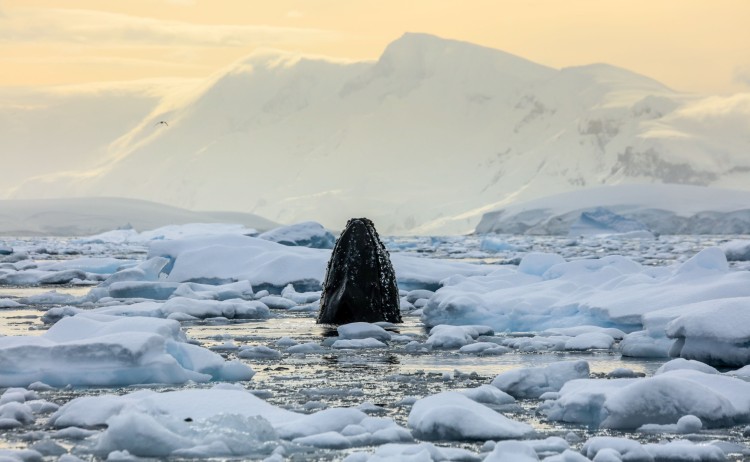 Whale breaching Antarctica Viva