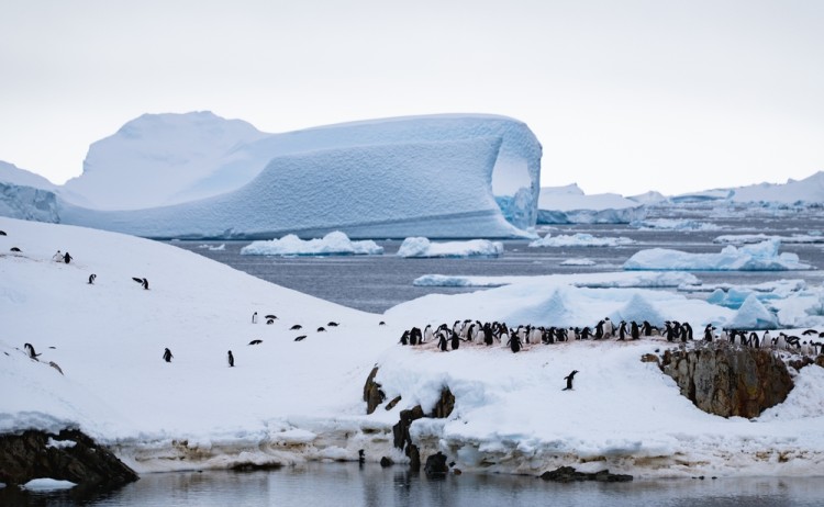 Antarctica penguin colony peninsula cruise