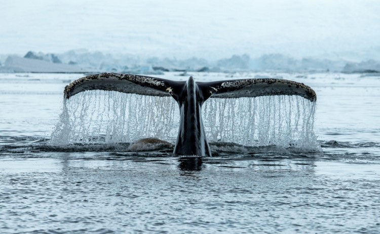 Humpback whale tail Antarctica