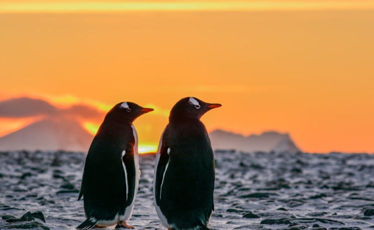 Adelie penguins at sunrise