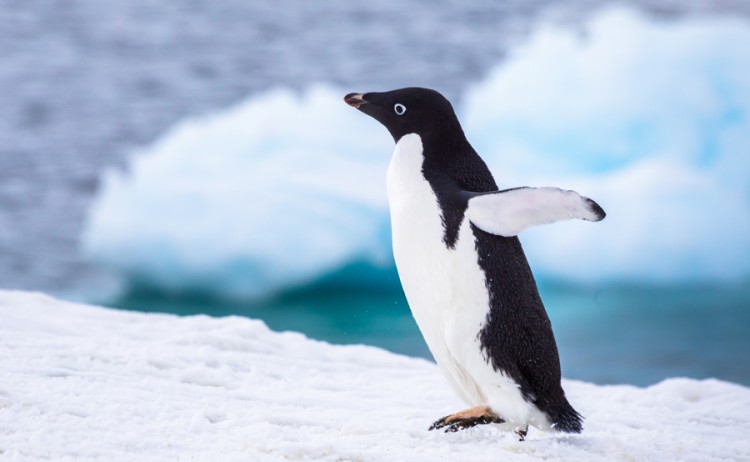 Antarctica Adelie penguin gallery