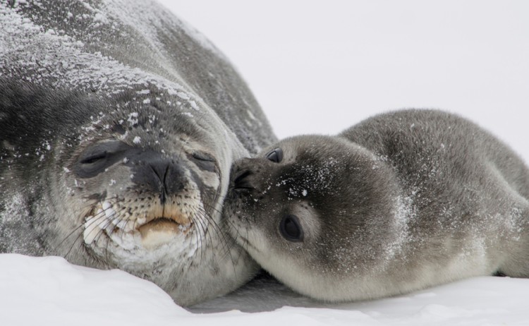Antarctica seals