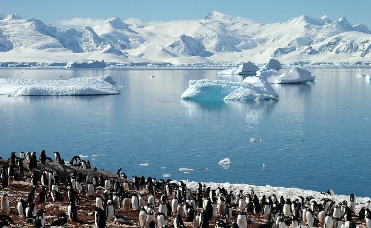 Antarctica Wildlife Penguins3