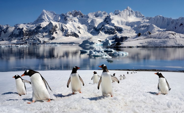Antarctica peninsula Gentoo penguins with mountain