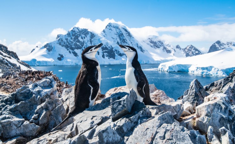 Chinstrap penguins antarctica peninsula cruise