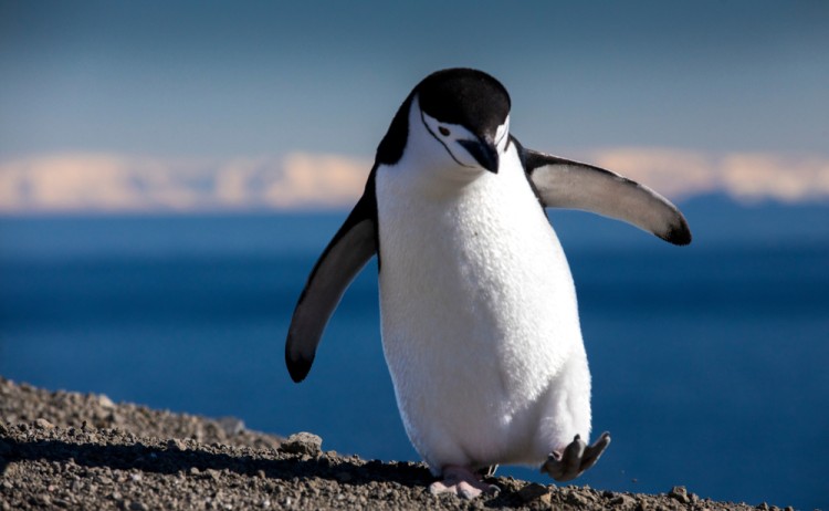 chinstrip penguin walk best of antarctica