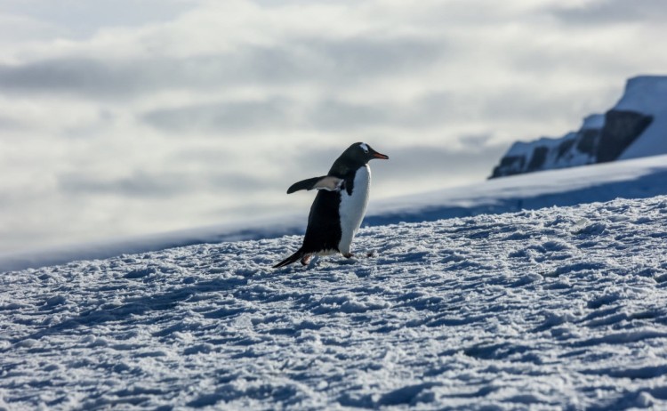 Antarctica whale season, penguin walking in the wildernes of Antarctica