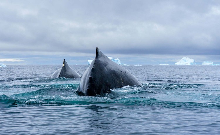 Antarcticas Whale Season two whales cresting