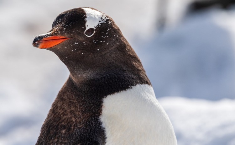 Close up of a Gentoo Penguin Pygoscelis papua walking in a snowy landscape on the Antarctic Peninsula
