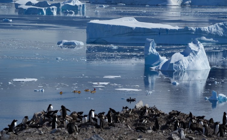 Whale season in Antarctica Danco IslandNeko Harbour