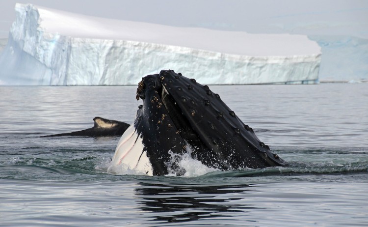 Whale season in Antarctica, humpback whale head showing on the dive Antarctic Peninsula