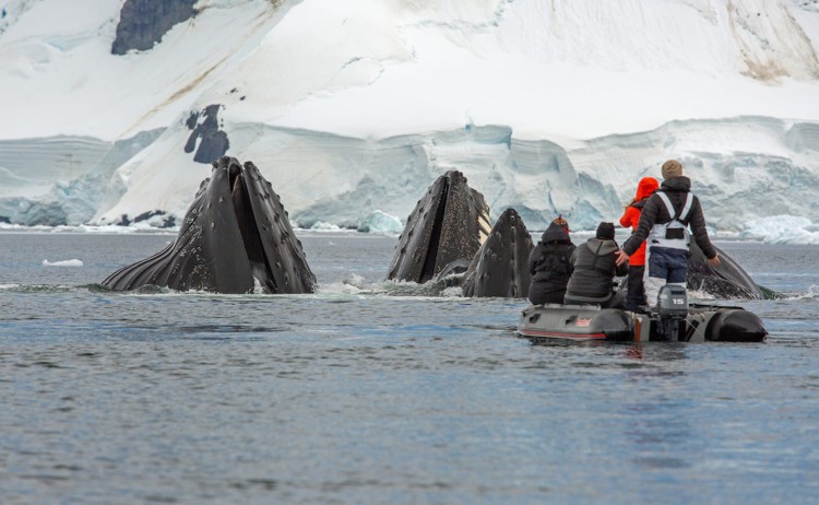 Whale season in Antarctica, whale watching