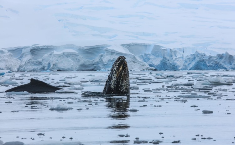 Whale watching in Antarctica