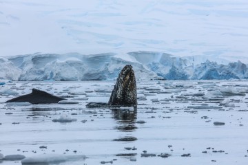 Best of Antarctica's Whale Season | Discoverer