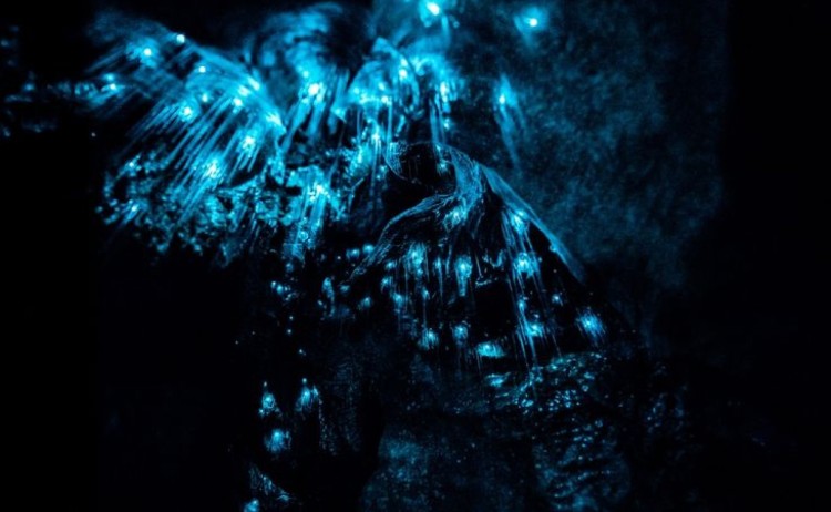 Glow worm close up 2 v2