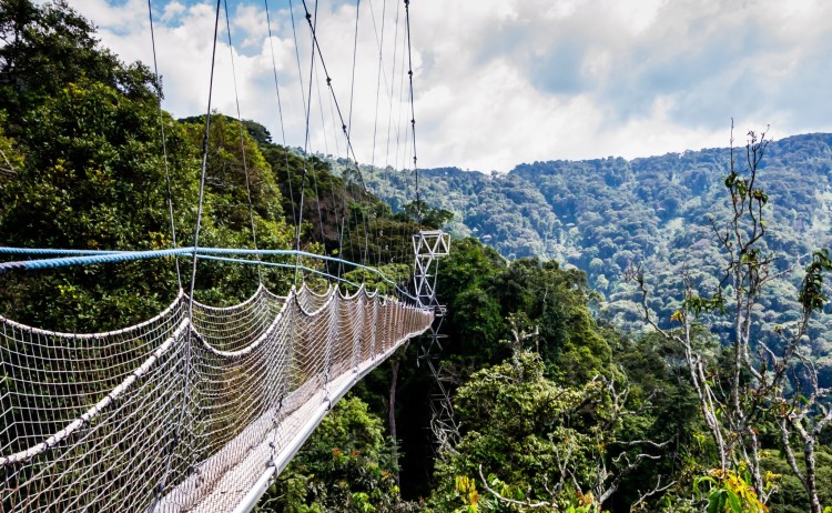 Canopy walkway resized