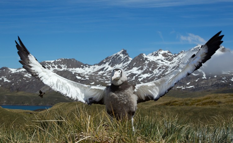 South Georgia Falkland 5