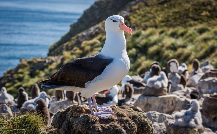 Colony of black browed albatross