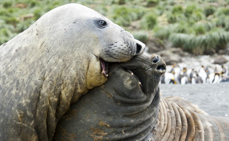 Seals in South Georgia