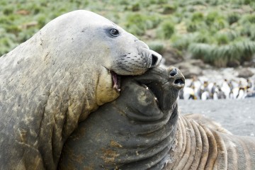 Best of the Southern Ocean: South Georgia