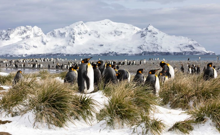 South Georgia colony penguins