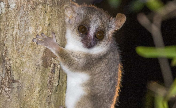 Best of the West Mouse lemur