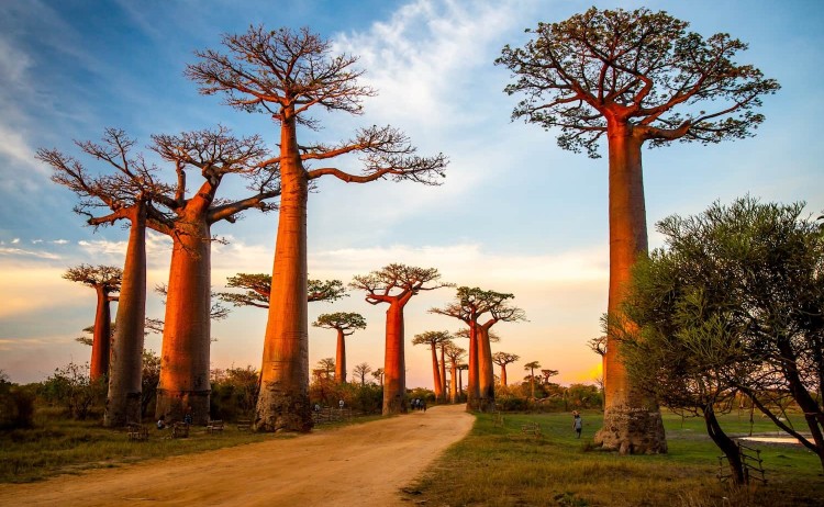 Best of the West the iconic baobabs