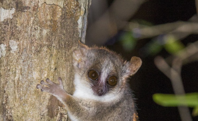 Mouse lemur